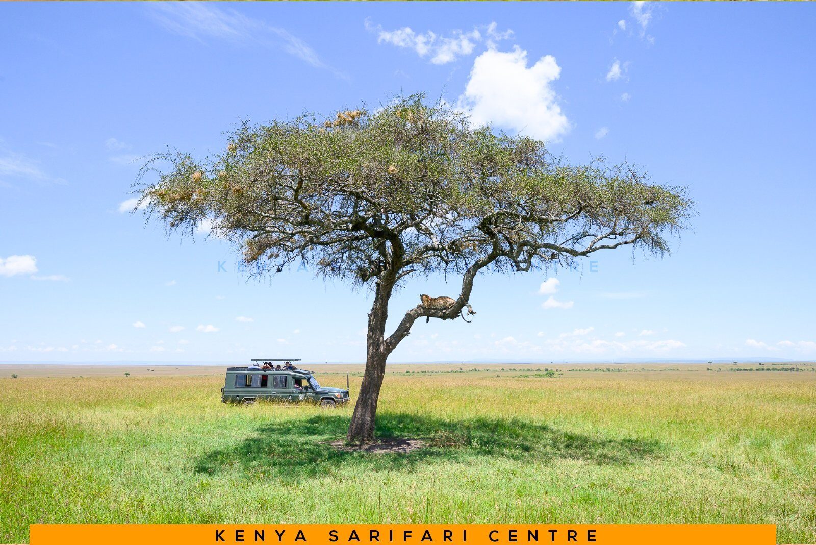 A single acacia tree on the open plains with a branded Kenya Safari Centre Land Cruiser parked beside it