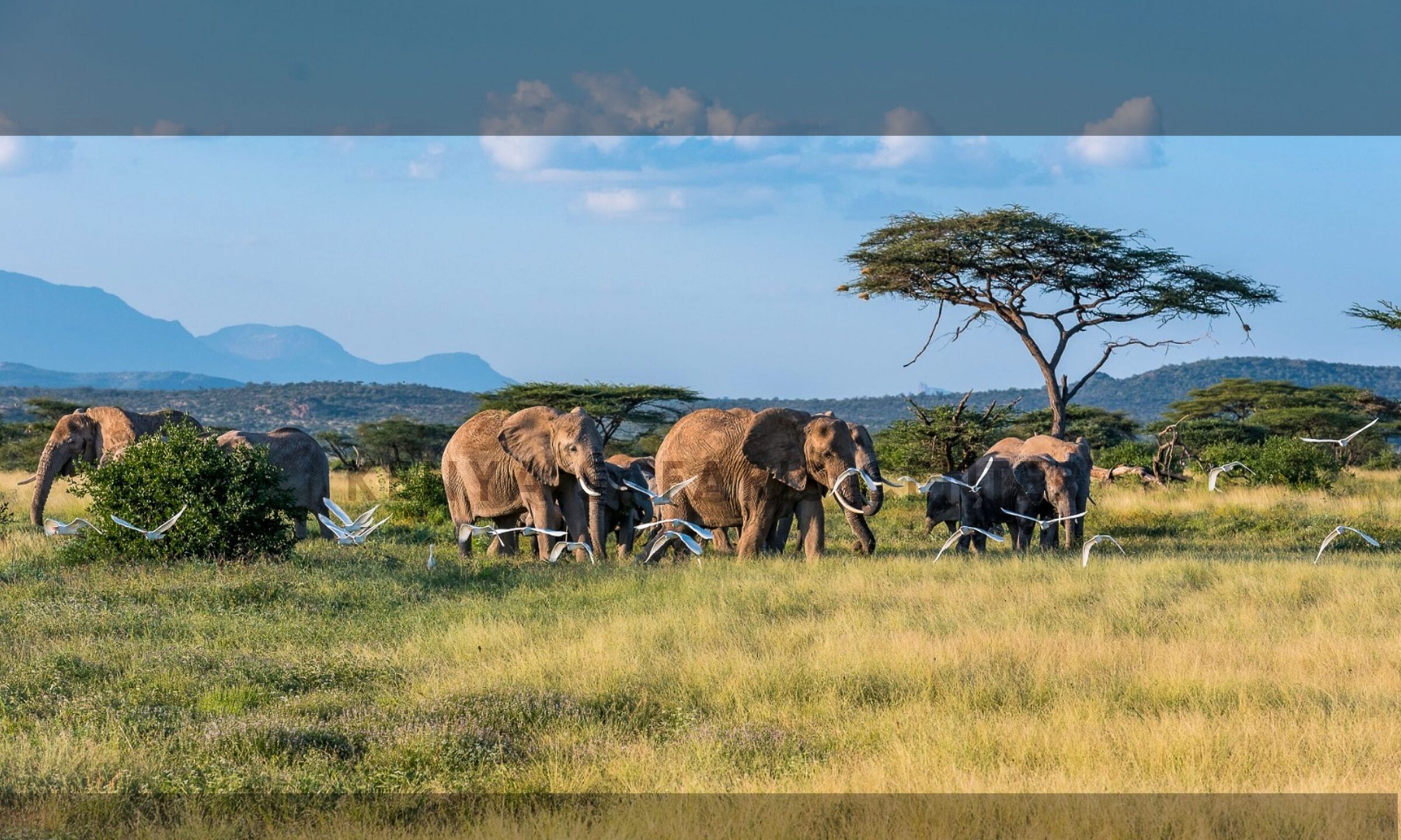 A herd of elephants crossing the green swamps of Amboseli National Park with the snow-capped peak of Mount Kilimanjaro rising behind them