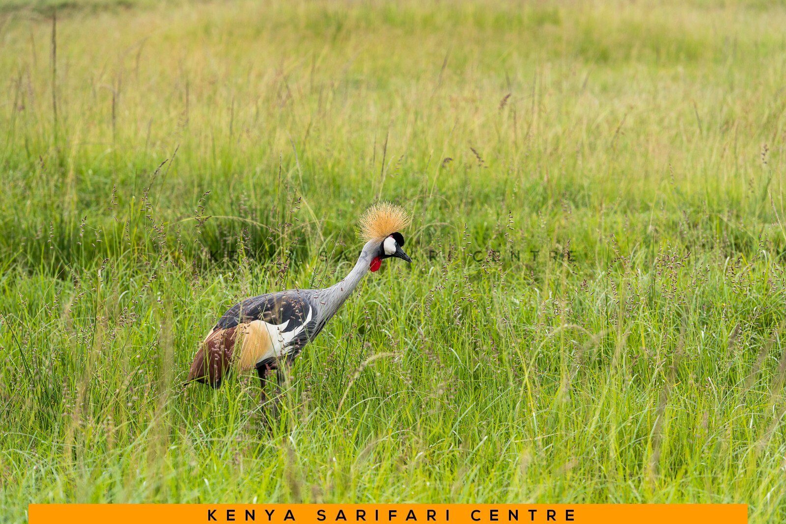 A grey crowned crane standing in the grass beside a Rift Valley lake in Kenya