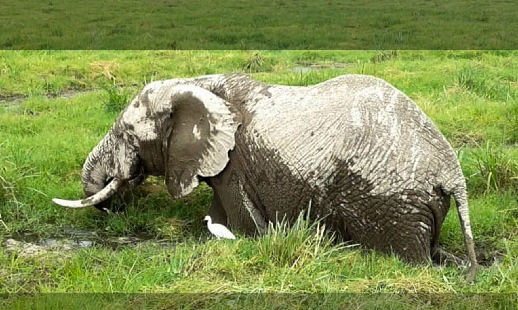 A close view of an African elephant feeding on grass in Amboseli National Park