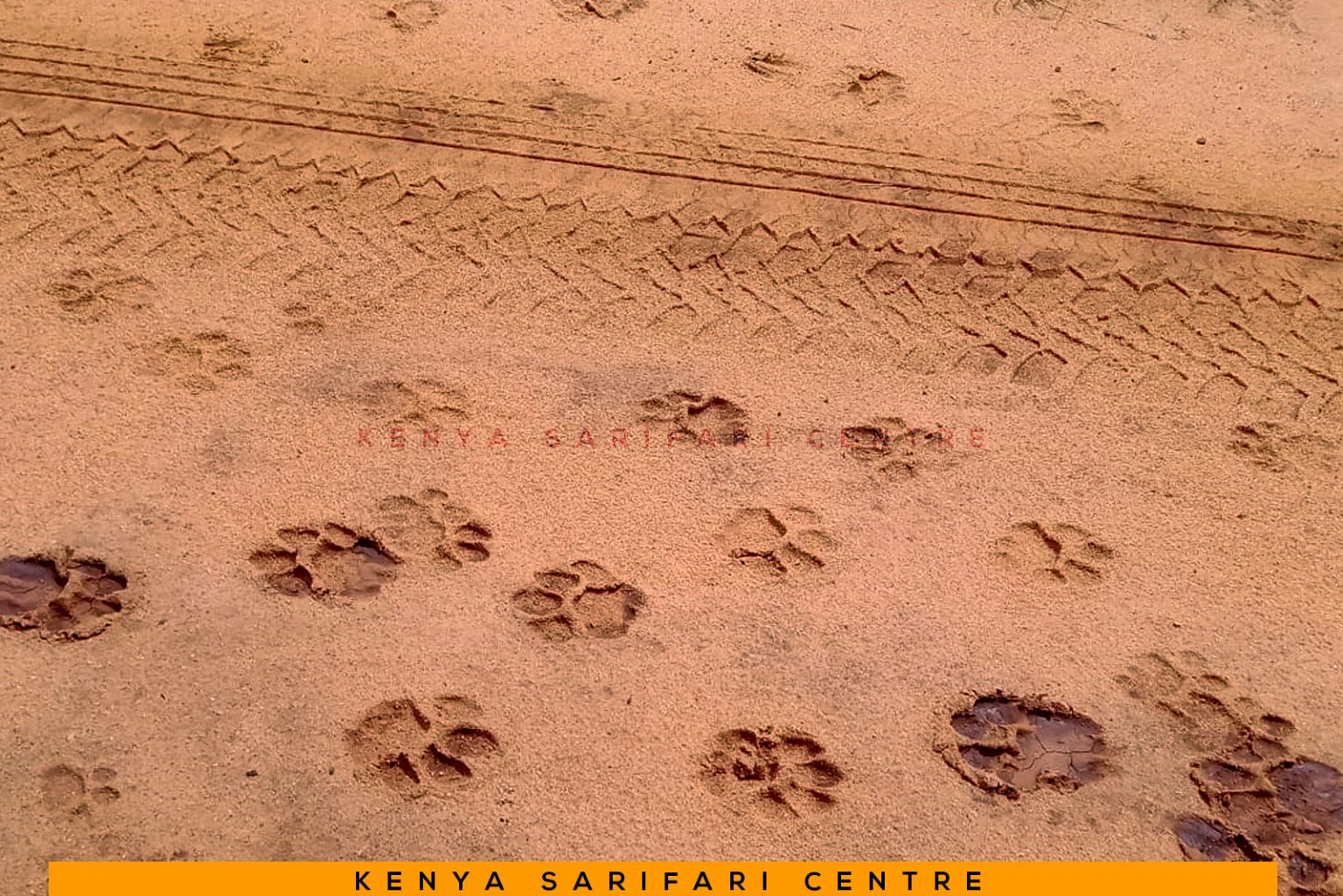 Deep elephant footprints pressed into the red dust of a Tsavo game track in Kenya