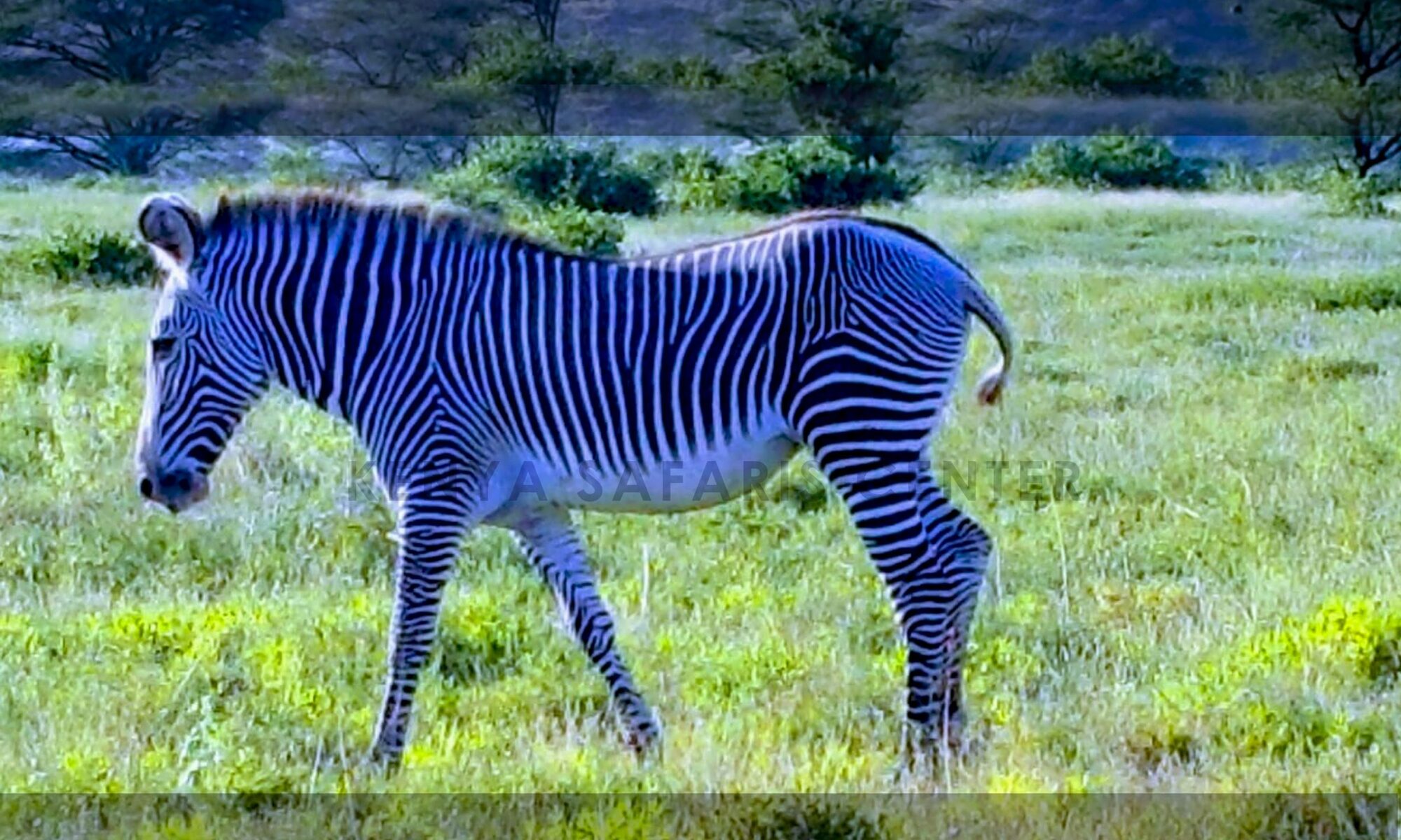 A Grevy's zebra standing among the dry grass and doum palms of Samburu National Reserve, northern Kenya