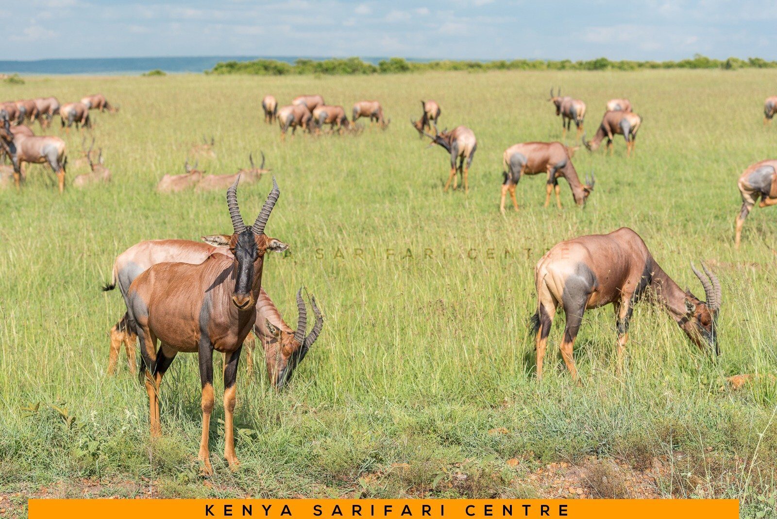 Impala grazing in the open grassland near Hell's Gate National Park, Kenya