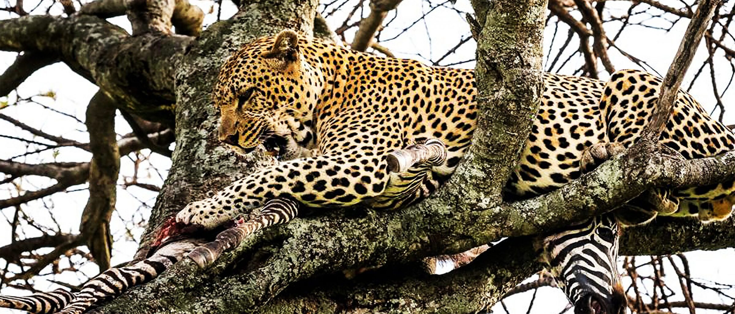 A leopard resting on the thick branch of a fig tree in Kenya, its spotted coat blending into the bark