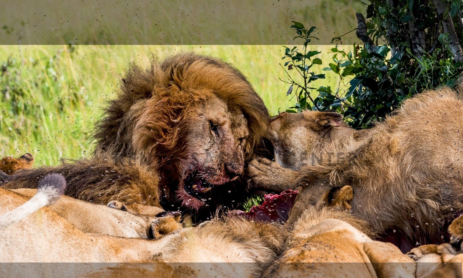 A pride of lions feeding on a kill in the tall grass of the Maasai Mara, Kenya