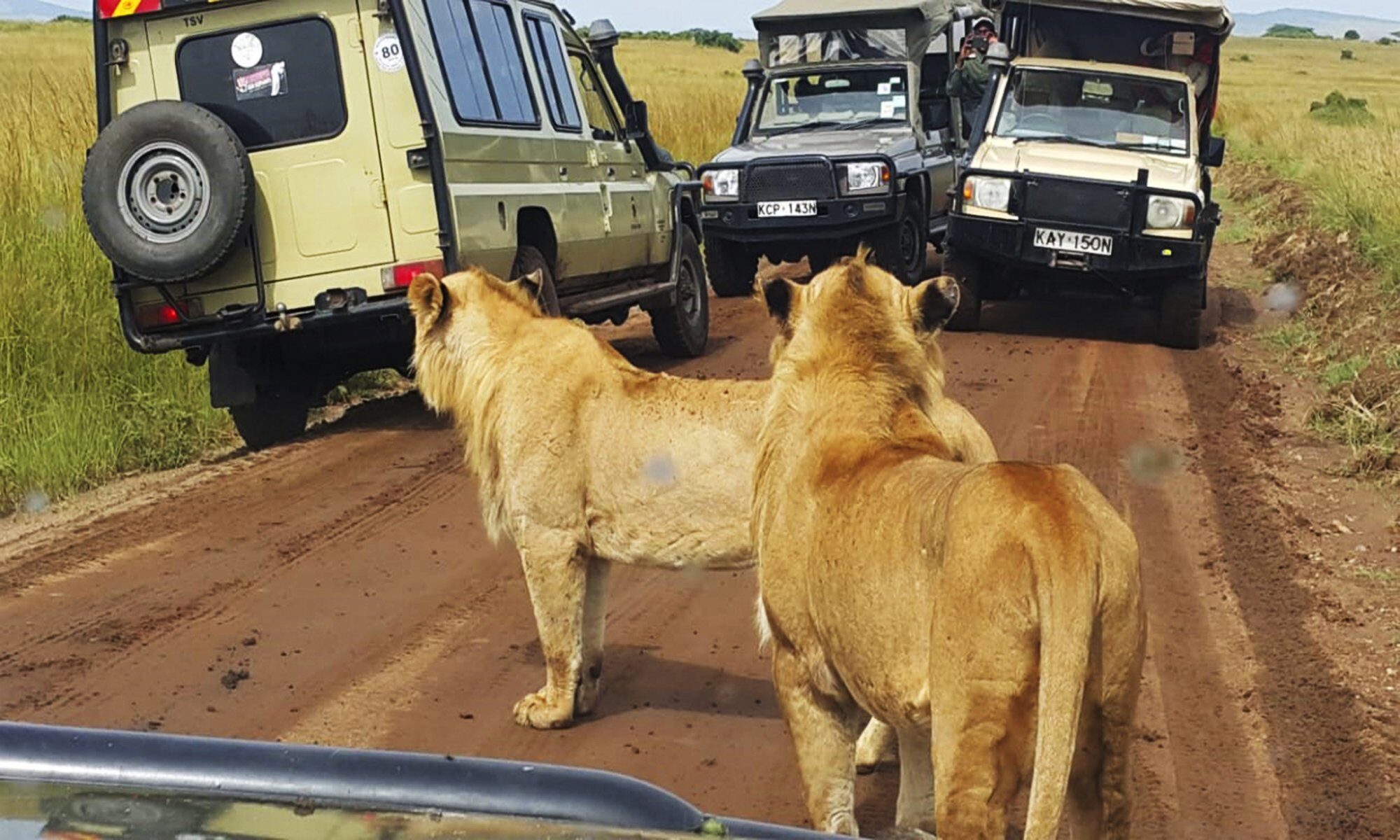 Two lions walking along a dirt track in the Maasai Mara past open safari vehicles
