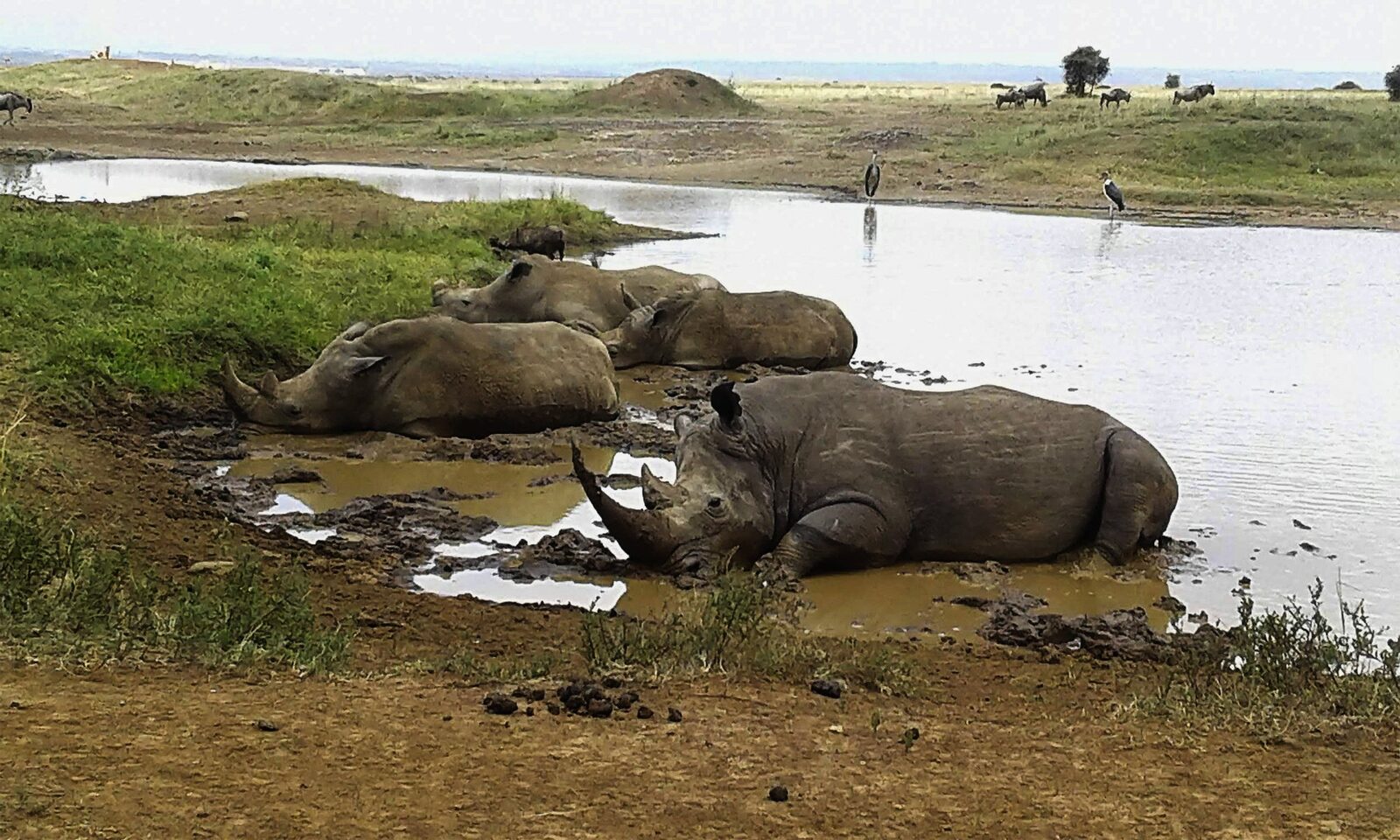 White rhinos resting on the shore of Lake Naivasha in Kenya