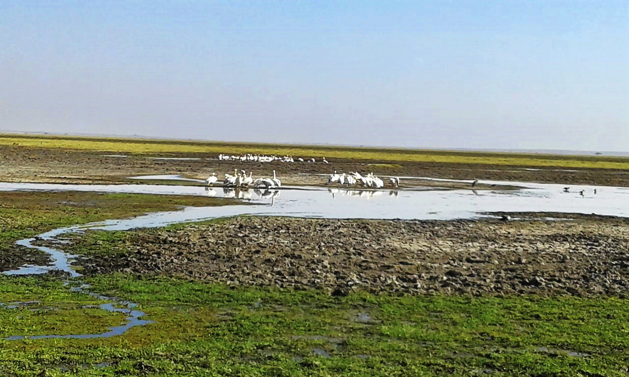 A flock of flamingos feeding on the shallow alkaline water of a Rift Valley lake in Kenya