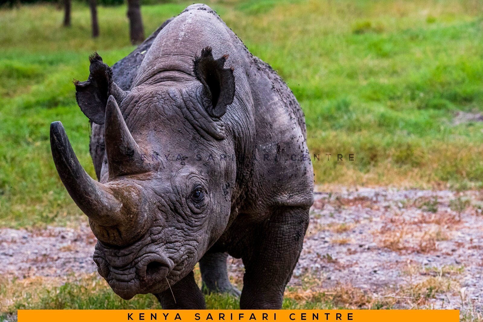 A white rhino grazing on green grass at Ol Pejeta Conservancy in Laikipia, Kenya